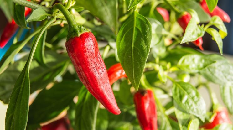 Cayenne pepper supplements