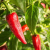 Cayenne pepper supplements
